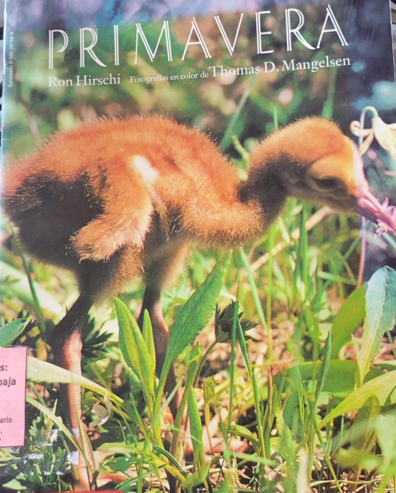 Primavera