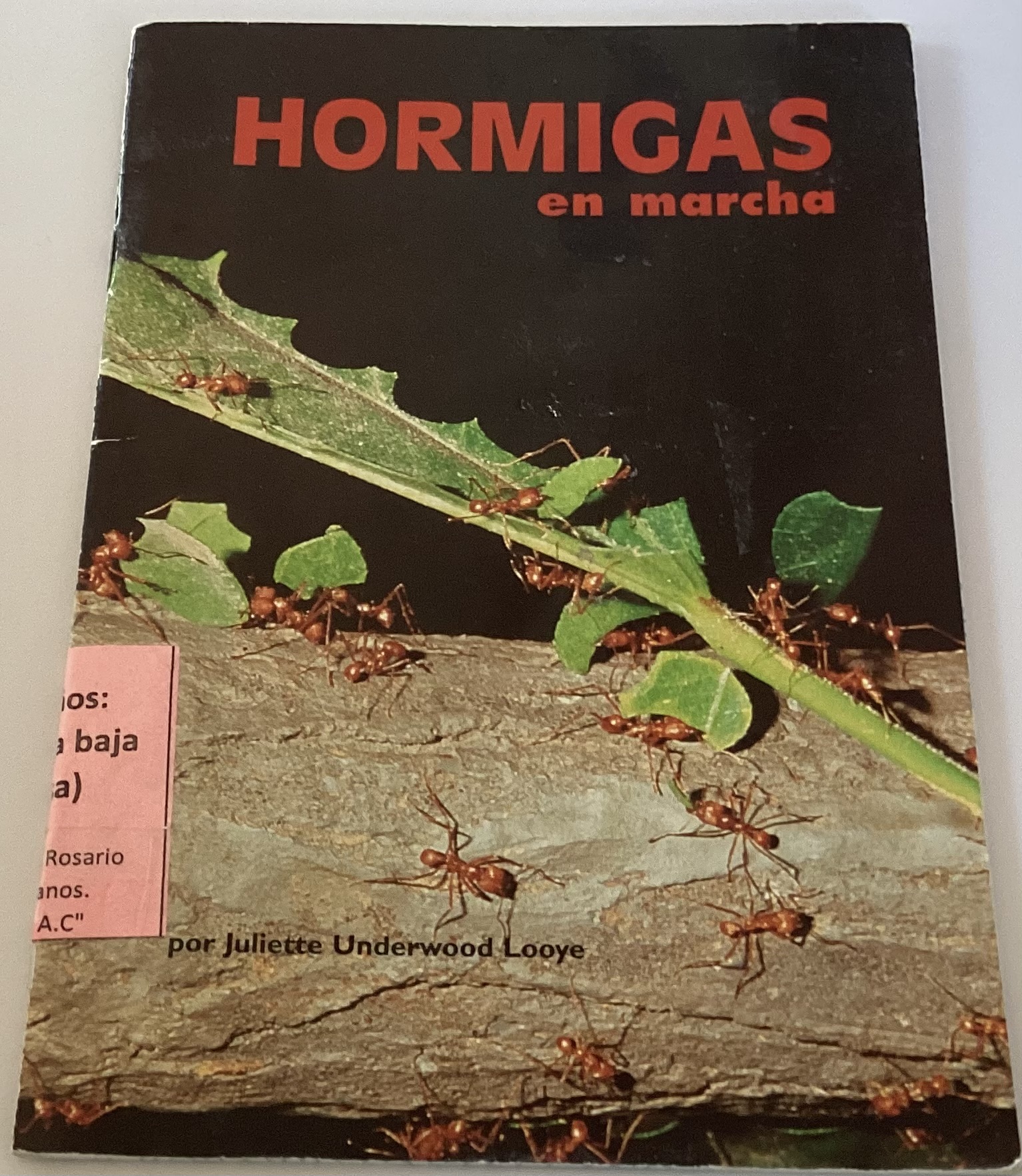 Hormigas en marcha