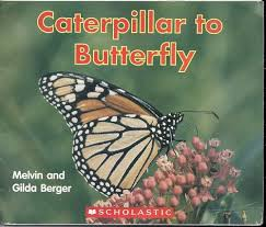 De oruga a mariposa: Caterpillar to butterfly