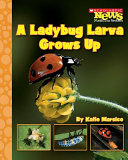 A ladybug Larva Grows Up