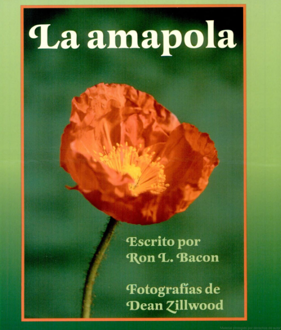 La amapola